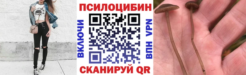 Псилоцибиновые грибы прущие грибы  Елизово 